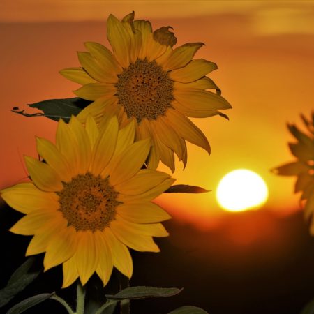 "Sonnenblumen" Lothar Wuttke