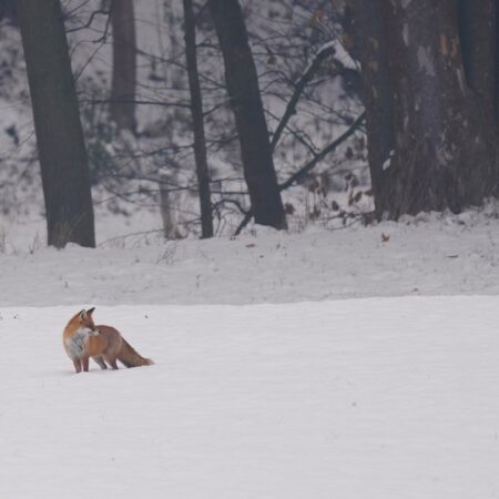 "Fuchs im Winter" Lothar Wuttke