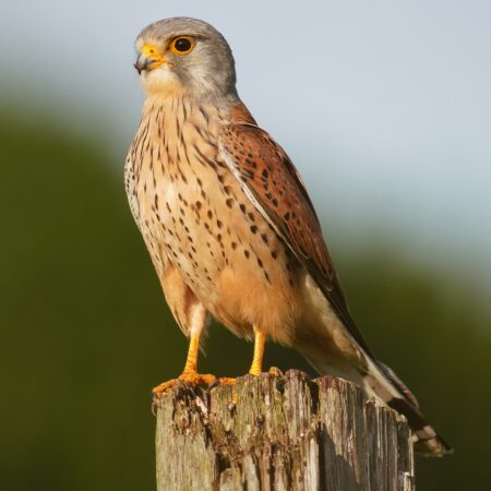 "Turmfalke" Lothar Wuttke