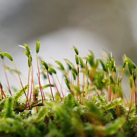 "Zart und weich" Viola Menzel