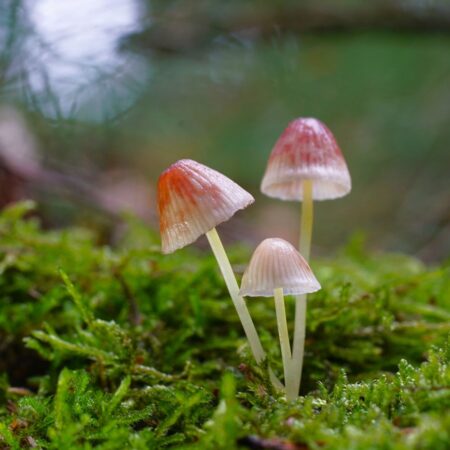 "Gelbstieliger Nitrathelmling" Lothar Wuttke