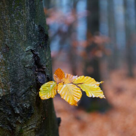 "Herbst" Lothar Wuttke