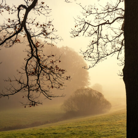 "Vergoldet" Frieder Molineus