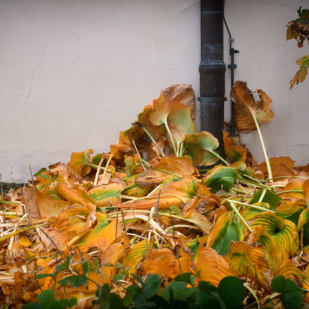 "Hingeblättert" Frieder Molineus