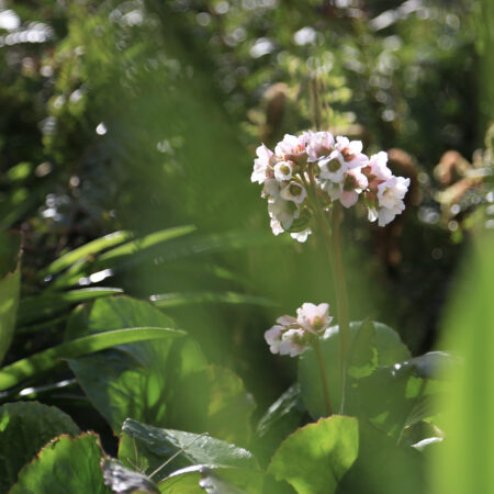 "Frühling" Sylvia Mönnich