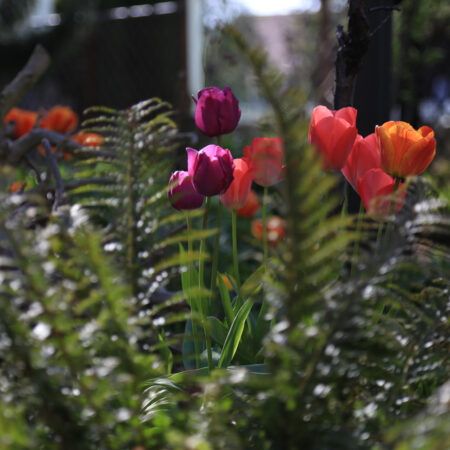 "Tulpenwelt" Sylvia Mönnich