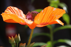 Mohnblüte