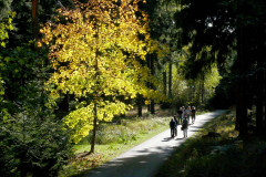 menschen-waelder-pfad-baume
