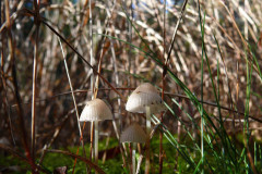 pilze-gras-umgebung-licht