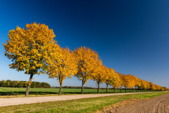 baeume-herbstzeit-strasse-natur