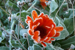 eisblume-garten-kaelte