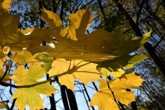 gelbe-blaetter-wald-sonnenschein