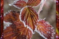 eisbedeckte-oberflaeche-rote-blaetter