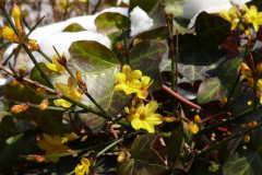 garten-pflanze-schnee-fruehling