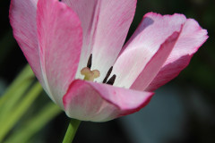 papaver-gruen-blumen-himmel