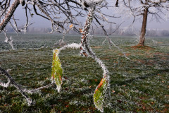 winter-baum-gruppe-eis