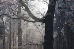 winter-wald-eis-laub