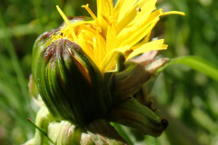 blume-feld-gras-sonne