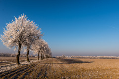 winter-baumstaemme-himmel-eis