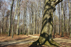 Frühlingsstrahlen