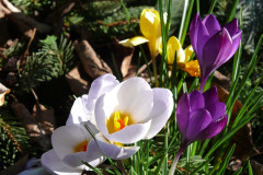 vase-blumen-garten-baumstumpf