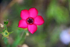 Rot
