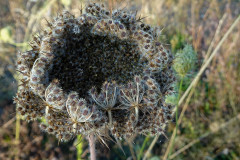 Herbst