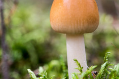 Pagenkopf