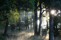 Herbstlicht
