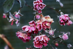 Erster Frost