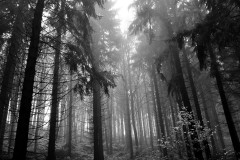 Nebelwald