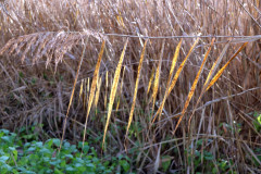 schilfrohr-graeser-sonne-feld