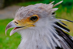 Sekretär