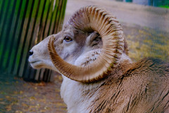 Bock