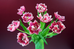 Frühling