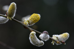 Frühlingserwachen