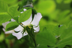 Heckenrose