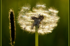Im Abendlicht