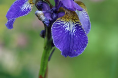 Gladiole