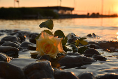 Seerose