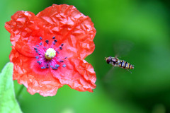 blume-blatt-biene-licht