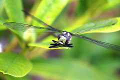 libellenfalter-blatt-umgebung-licht