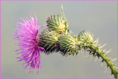 purpurne-blueten-weisser-hintergrund