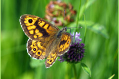 schmetterling-bluetenkopf-gras-blueten