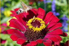 blume-schmetterling-garten-landschaft