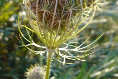 distel-bluetenkopf-sonnenschein