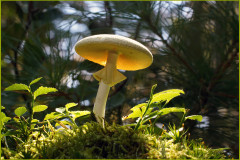 pilz-moos-gruen-licht
