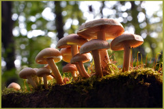 pilze-wald-baumstumpf-naturlicht