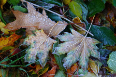 Herbstlaub