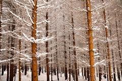 Im Wald